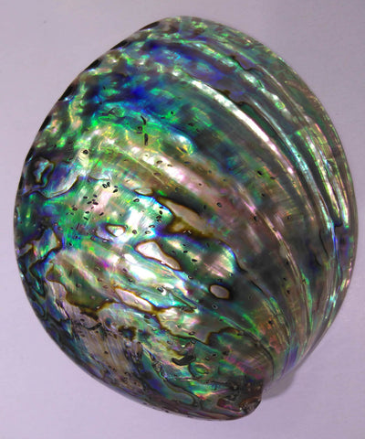 Gorgeous Abalone Cleansing Shell